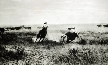Cowboy on horseback lassooing a calf