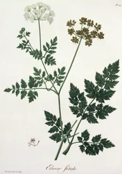 Aethusa Cynapium from 