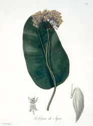 Asclepias Syriaca from 