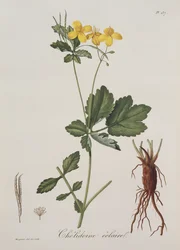 Celidonium Majus from Phytographie Medicale by Joseph Roques, published in 1821