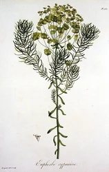 Euphorbia Cyparissias from 