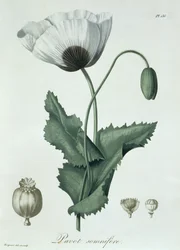 Papaver Somniferum from 