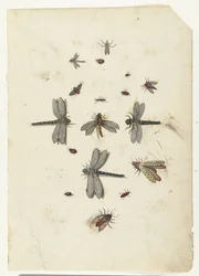 Dragonflies and flying insects
