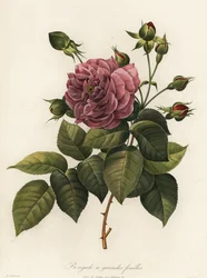 Bengal Rose, Rosa Chinensis Variety, Bengale a Grandes Feuilles