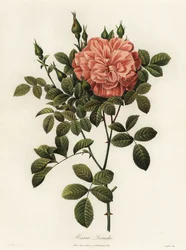 Maria Leonida, Hybrid Rose, Rosa Bracteata Variety