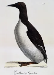 Common Guillemot, from Voyage pittoresque autour du monde