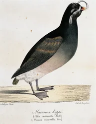 Crested Auklet (Aethia cristatella), from Voyage pittoresque autour du monde