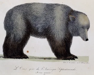 Grey bear (Ursus griseus), from Voyage pittoresque autour du monde