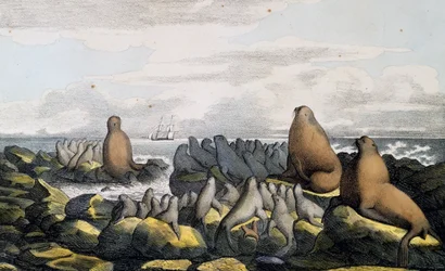 Sea bears from Saint Paul Island, Alaska, from Voyage pittoresque autour du monde