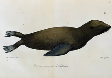 Young Sea lion, California, from Voyage pittoresque autour du monde