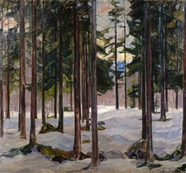 Trees in winter light