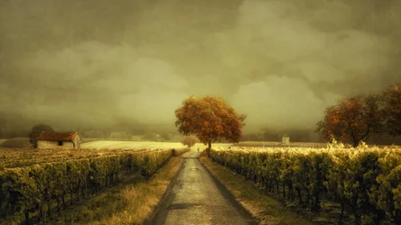 Autumn Vineyard Road