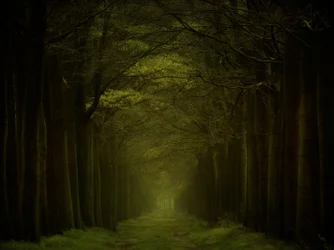 Dark Forest Path