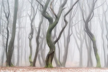 Eerie Winter Forest