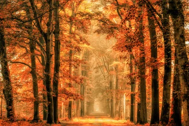 Golden Autumn Forest Path