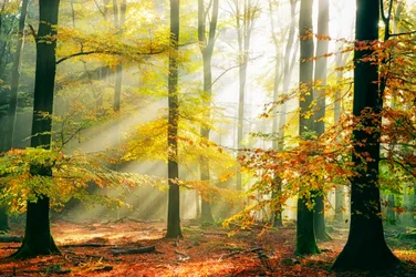 Golden Forest Sunbeams