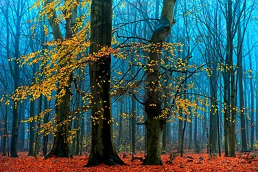 Misty Autumn Forest