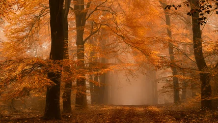 Misty Autumn Forest Path