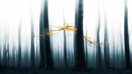 Misty Forest Glow
