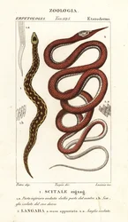 Saw-scaled viper, Echis carinatus, and Madagascar leafnose snake, Langaha madagascariensis