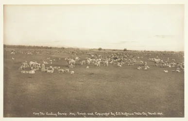 The Lambing Camp, 1894