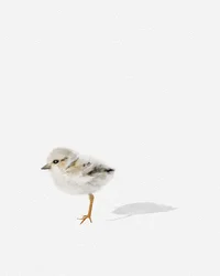 Shorebird