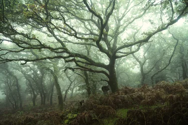 Canopy
