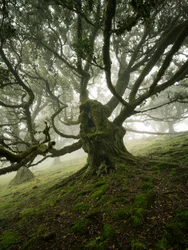 Canopy II
