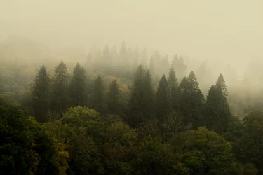 Cloud Forest