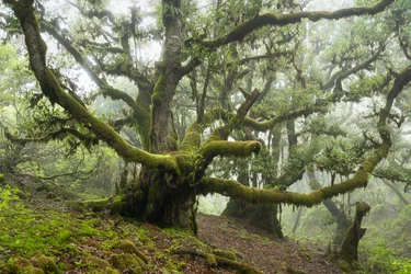 Forgotten Land III