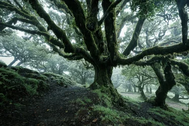 Forgotten Land II