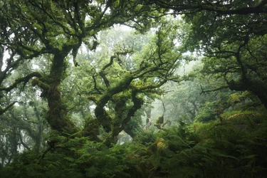 Nocturne Grove