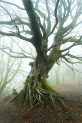 Spring Unfolds
