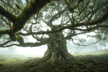 The Forest Is Listening, 2023
