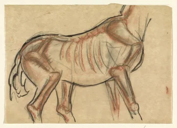 Skeleton of a Horse