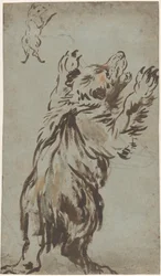 Studies of a Bear