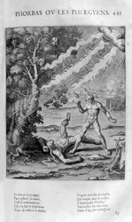 Phorbas