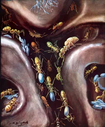 Life in an insect community