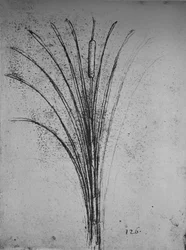 A Bulrush