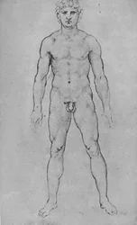 A Nude Man seen from the Front