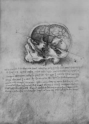 Anatomical Drawing of a Skull to the Left, c1480, 1945