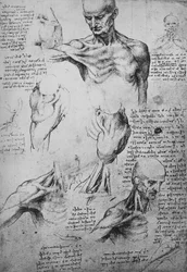 Anatomical Drawings of a Man