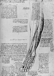 Anatomical Study of Muscles of Foot