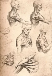 Anatomical drawing, c1472-c1519