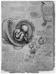Anatomical Sketch of a Human Foetus in the Womb, c1510