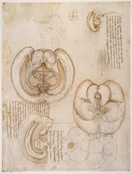 Anatomy Studies