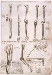 Anatomical Studies