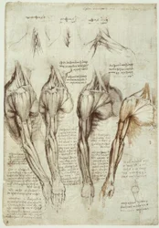 Anatomy Studies