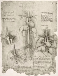 Anatomy Studies