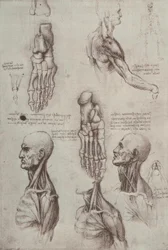 Anatomy Studies